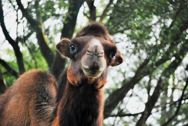 istock Majestic Camel In The Forest 1979635114