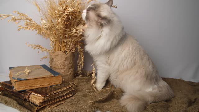 A cat with blue eyes, old books, ears of wheat.