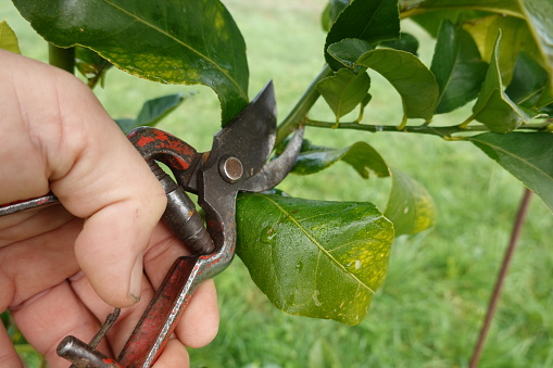 man's hand holding shears to prune a lemon tree. lemon tree branches for pruning