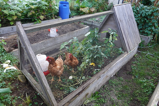 hens eating crop residues in a raised wooden bed. portable chicken coop in the vegetable garden.