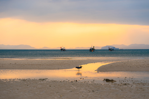 Cormorant walking on the shore at sunset on the background of thai taxi boats in Krabi