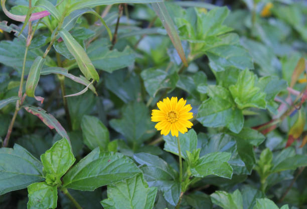istock Yellow flower on a Singapore Daisy plant 1979678656