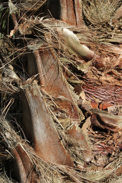 istock Close up textured abstract background of a palm tree trunk 1979684687