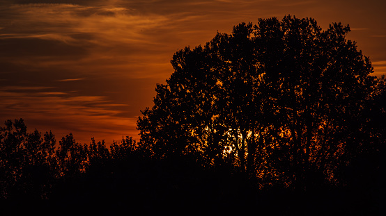 The sun finds refuge behind a towering tree, casting a serene glow that bathes the surroundings in warmth, offering a tranquil view of nature's evening retreat