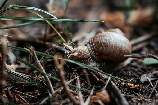 A snail leisurely crawls on the ground, surrounded by lush green foliage