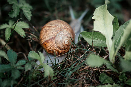 Snail shell in grass