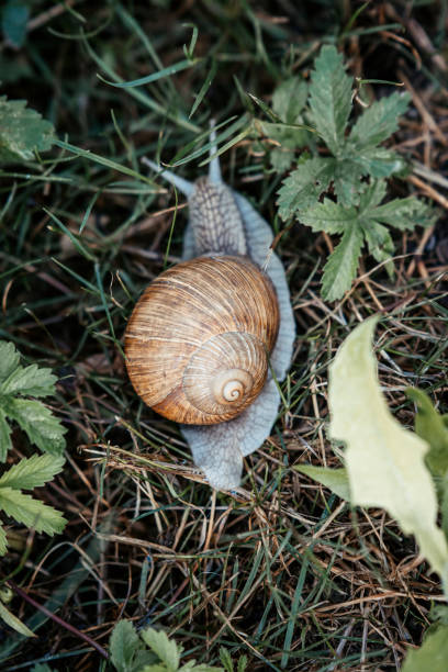 istock an snail laying in the grass with leaves behind it, 1979713414