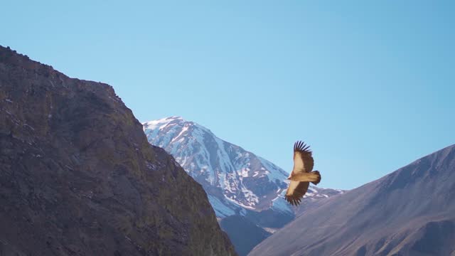 Himalayan vulture flying in front of snow covered Himalayas during the winter season at Spiti Valley in Himachal Pradesh, India. Vulture looking for its prey while rotating in circles in the air.