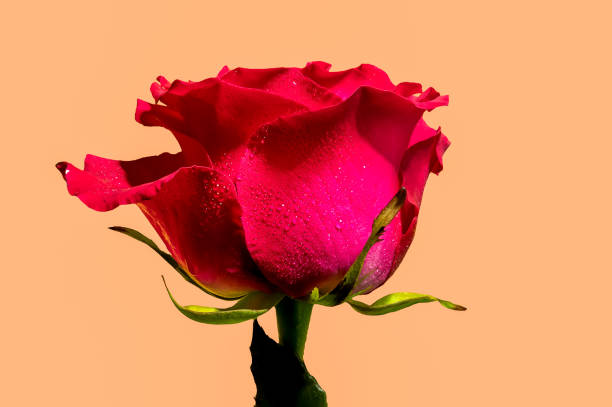 istock Red tea rose on a yellow background 1979774461