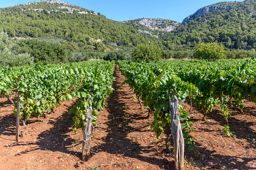 Vineyard growing on red soil on a sunny summer day near Cara village on island of Korcula in adriatic sea, Croatia