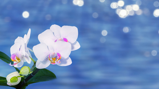 white flowering orchid in front of blurred water background with sun lights, floral nature scene on a summer day with copy space