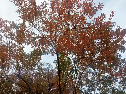 A tree in autumn with colored leaves