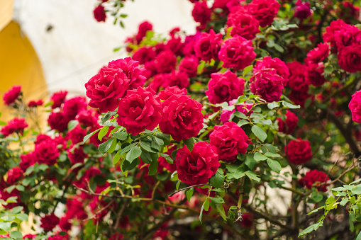 Beautiful fresh roses in nature. Natural background, large inflorescence of roses on a garden bush. A close-up of rose bush with flowering red roses