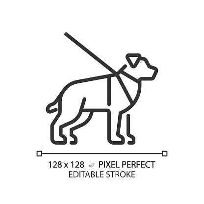 Guide dog linear icon. Visual impairment, support animal. Pet training, volunteerism. Blindness support services. Thin line illustration. Contour symbol. Vector outline drawing. Editable stroke