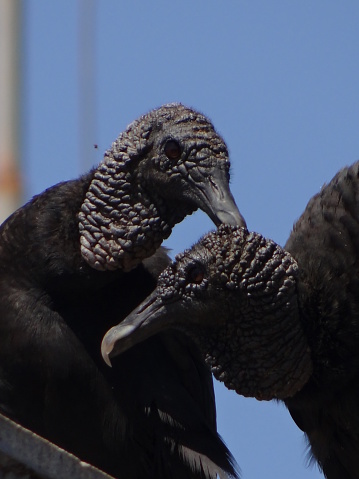 Vultures couple in a Building in Brazil.
