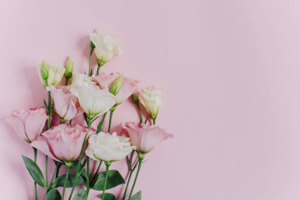 istock Beautiful white and pink Eustoma (Lisianthus) flowers on a pink pastel background. 1979846075