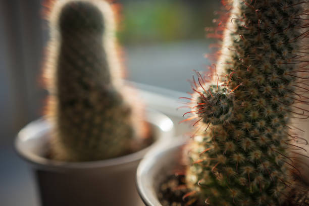 Two green blossoming cactus plants with sharp white prickles in pot closeup.