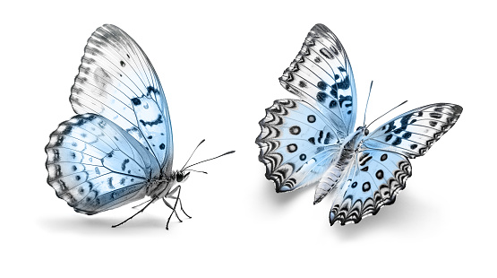 White and Blue butterflies isolated on a white background.