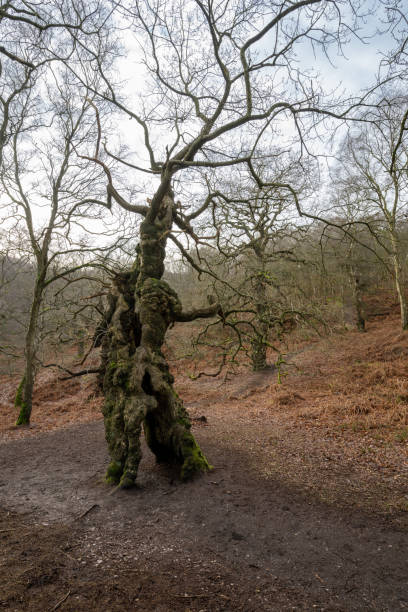 the ancient oak human groot tree cannock chase, staffordshire. - brockton zdjęcia i obrazy z banku zdjęć