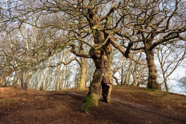 starożytne dębowe drzewo korzeniowe cannock chase, staffordshire. - brockton zdjęcia i obrazy z banku zdjęć