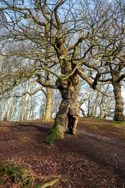 starożytne dębowe drzewo korzeniowe cannock chase, staffordshire. - brockton zdjęcia i obrazy z banku zdjęć
