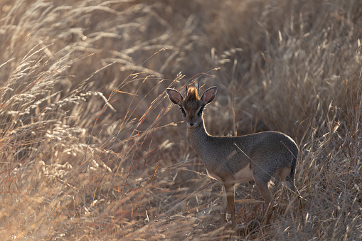 Dikdik in natural setting with rising sun.  Tsavo National Park.  Cute little antelope.