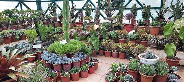 The African Milk Tree, scientifically known as Euphorbia trigona, thrives within the serene confines of Ooty Botanical Garden, nestled amidst the Nilgiri Hills in Tamil Nadu, India. This striking succulent commands attention with its erect, branching stems adorned with rows of sharp spines and lance-shaped leaves, creating a visually captivating display against the garden's backdrop. Indigenous to arid regions of Africa, this drought-resistant marvel adapts well to Ooty's temperate climate, showcasing its resilience and unique beauty. Visitors to the botanical garden are treated to a botanical spectacle, as the African Milk Tree stands tall, adding a touch of exotic allure to its surroundings.