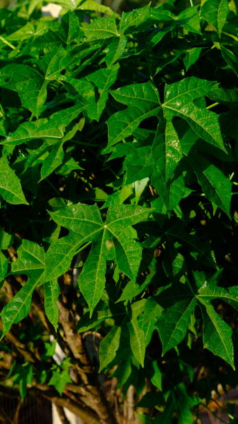 istock Chaya, tree spinach, or spinach tree growth in the garden. 1979903532