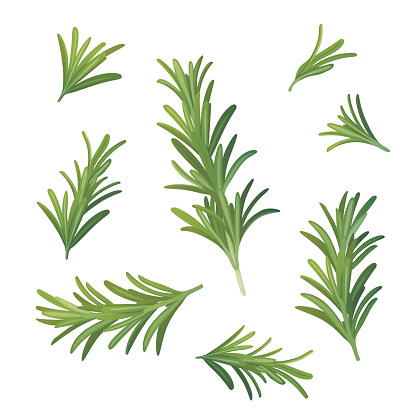 Rosemary. A sprig of rosemary. Fragrant herb for seasoning. Vector illustration