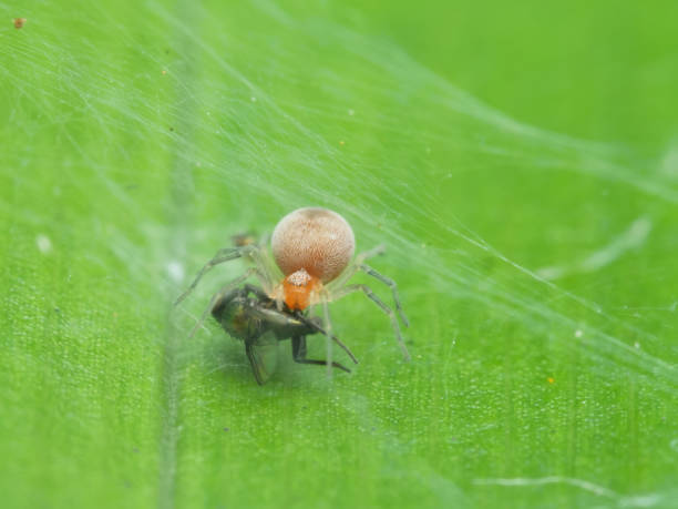istock Little spider eat flies on the leaf 1979923719