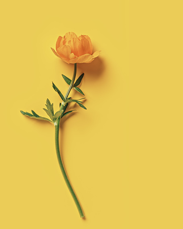 One yellow flower Trollius or Globeflower on yellow color background, copy space, minimal style flat lay, monochrome aesthetic botanical modern still life, natural blooming spring floret, top view