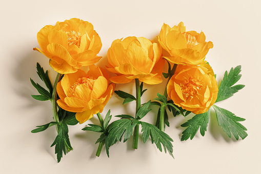Spring seasonal styling, minimal style composition from delicate flowers peony orange colored on beige background, nature design flat lay spring season, beauty nature blossoming blooms, top view photo