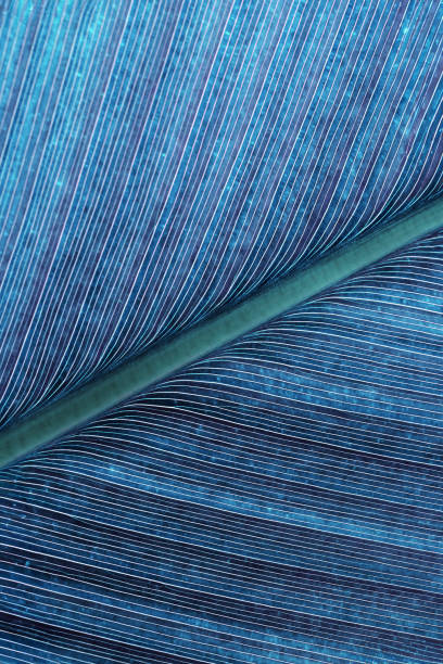 Macro texture Green blue palm leaf as natural background fr design, abstract nature view. Detailed green tropical leaves with veins. Closeup photo of fresh foliage. vivid color nature vertical pattern