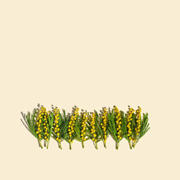 Blooming buds on tree branches close-up, spring motif, detailing, nature of France, Europe