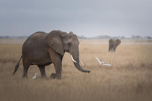 Encounter of african elephants.  Photographed in the savannah of Kenya.  Amboseli National Park.