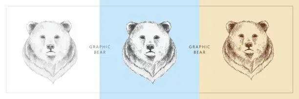 Vector illustration of Bear