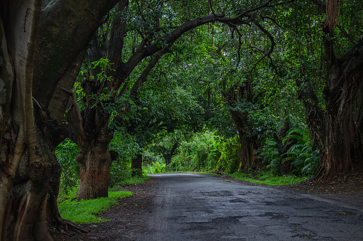Beautiful tree lined road in the Tunnel of Trees, Maharashtra, India, Asia.