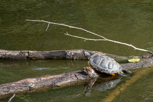 istock Freshwater Turtle - (Trachemys scripta scripta) sunbathing on a log floating in the river. 1979955623