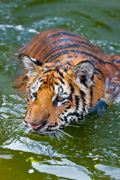 istock Young Tigers playing in water, Thailand 1979955635