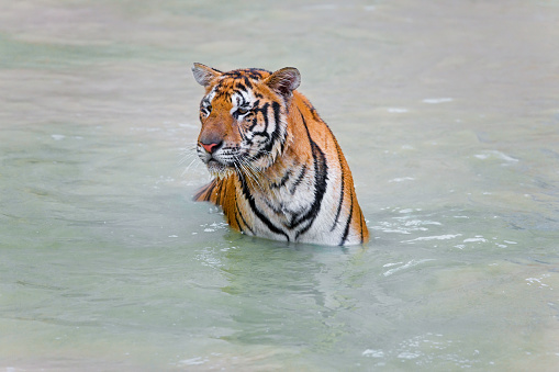 A closeup of a Bengal tiger sitting in water