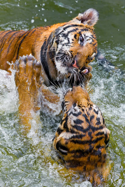 istock Tigers play fighting in water 1979957196
