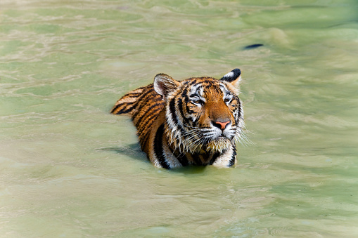 A tiger totally submerged under water with bubbles rising above him.  He was heading for food at the bottom of a pool.  The water is a bit hazy.Another view:
