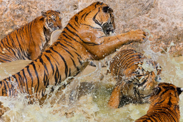 istock Indochinese tiger or Corbett's tiger (Panthera tigris corbetti), Thailand 1979958227
