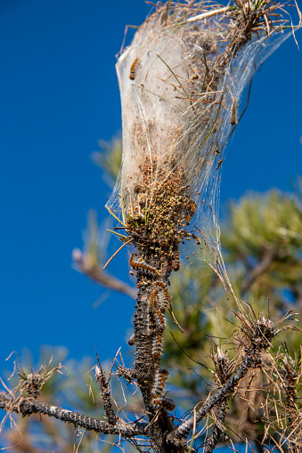 Nests of processionary caterpillars on pine trees in winter that, due to the high temperatures, the worms themselves can be seen.