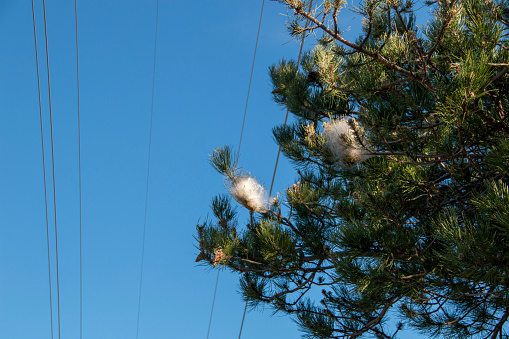 Nests of processionary caterpillars on pine trees in winter that, due to the high temperatures, the worms themselves can be seen.