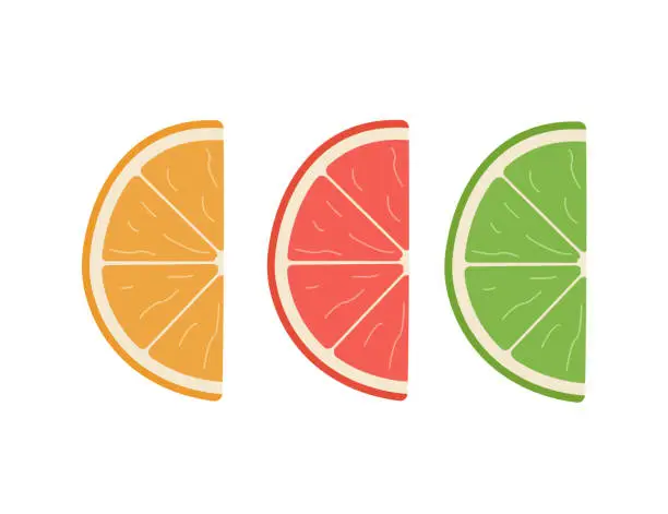 Vector illustration of Slices of citrus orange grapefruit, lime. Vector illustration of juicy bright fruits.