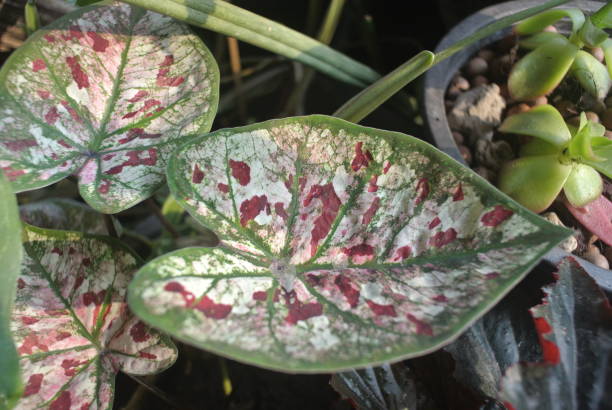 a close-up of a resilient houseplant. green leaves speckled and flower, sunlight, nature - flowers cove foto e immagini stock