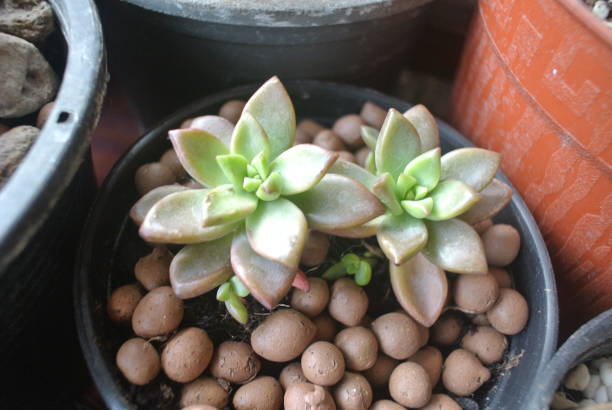 a close-up of a resilient houseplant. green leaves speckled and flower, sunlight, nature - flowers cove foto e immagini stock