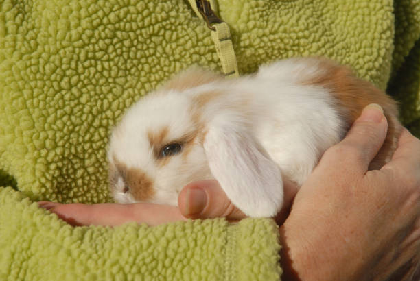 istock Baby rabbit held in woman's hands 1980005036