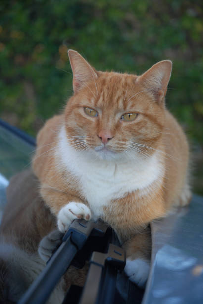 istock Ginger cat portrait outdoors, sitting on car 1980005045